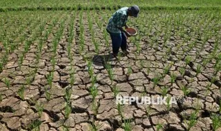 Pentingnya Asuransi Usaha Tani Padi untuk Melindungi Petani dari Ancaman Kemarau Panjang