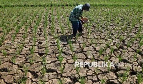 Pentingnya Asuransi Usaha Tani Padi untuk Melindungi Petani dari Ancaman Kemarau Panjang