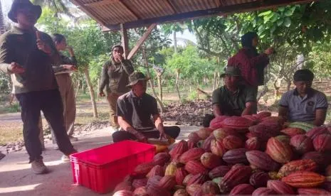 Sistem Koperasi Bantu Petani Kakao Jembrana Stabilkan Harga dan Tembus Pasar Ekspor