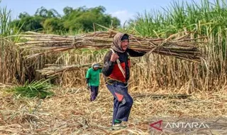 Kebijakan Wajib Kebun bagi Pabrik Gula Rafinasi dan Dampaknya pada Industri Nasional