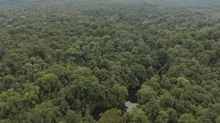Penegakan Hukum Terhadap Kasus Perambahan Hutan di Taman Nasional Bukit Barisan Selatan