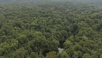 Penegakan Hukum Terhadap Kasus Perambahan Hutan di Taman Nasional Bukit Barisan Selatan